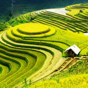 Northern highland rice terraces in Vietnam among world’s most colorful places