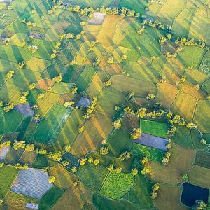 Mekong Delta’s rice paddies turn into riot of colors